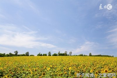我喜欢你经典名句