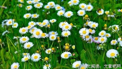 生用国心态的优美句子