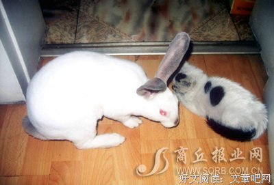最经典的《尤为好小屋的猫》经典语句