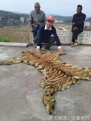 “老虎吃人事件”女人上电视，真相一公开，令人震惊