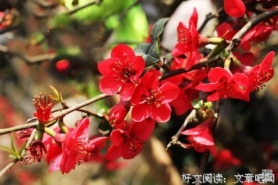 海棠花开经典名句