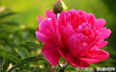 凤逆风十出会了下好词好句