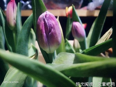 浅慕的名句
