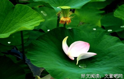 相爱一生不离不弃优美的句子
