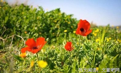 关于好美的优美句子
