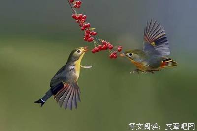 家中出现这些动物别往外赶，这是财神爷要来了！