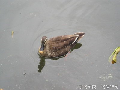 《猎物》的读后感大全