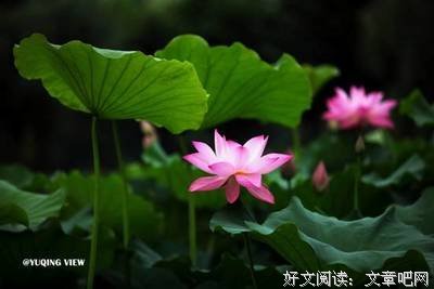 关于青稚的句子