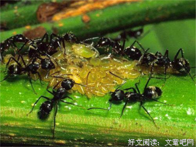 感官王国经典读后感有感