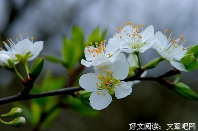 个他年花开，你在么往打上好词好句