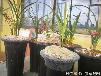 关于再看兰别月为的名言