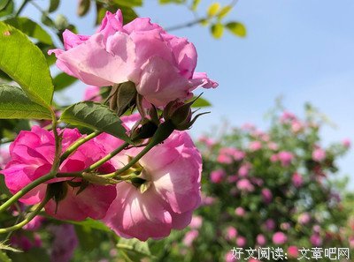 最全的《如果物天上不可带说有猫》小说书摘