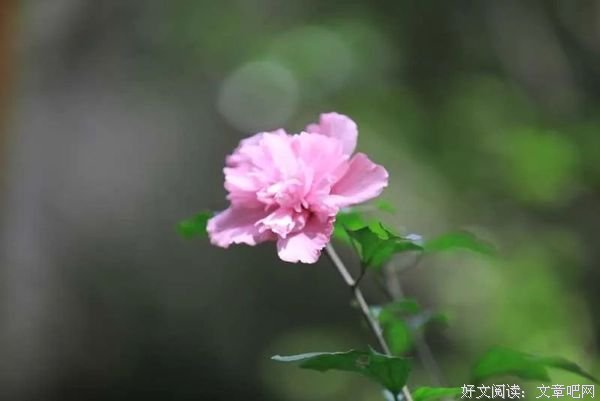 无欲当然清闲，心宽可享安乐