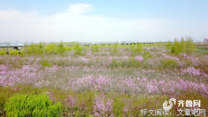 《穿越麦田》观后感精选