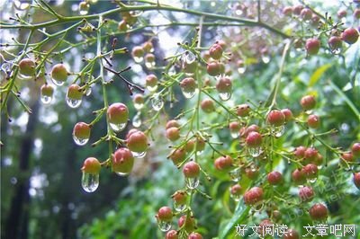 《莫扎特的成败》读后感锦集