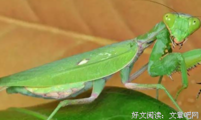 《大秘密》读后感100字