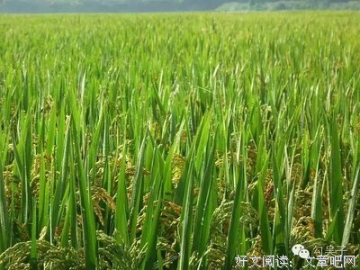 太平风物的读后感大全