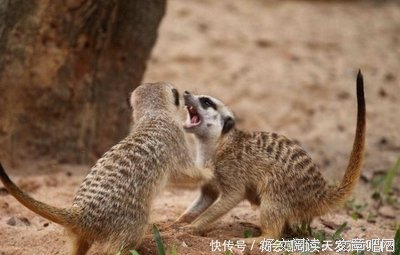 15条关于山高水长的经典语句