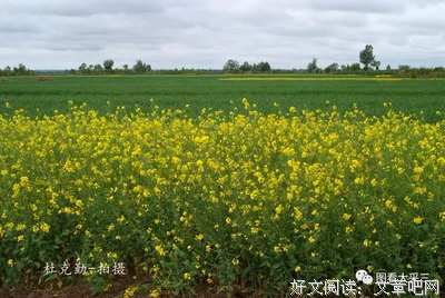 从此尽情飞翔读后感摘抄