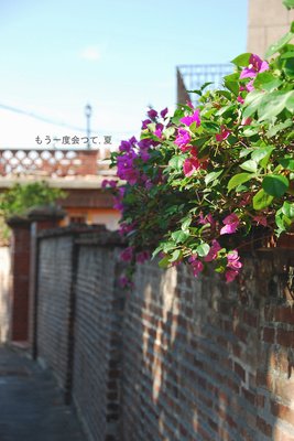 迷失·鼓浪屿读后感锦集