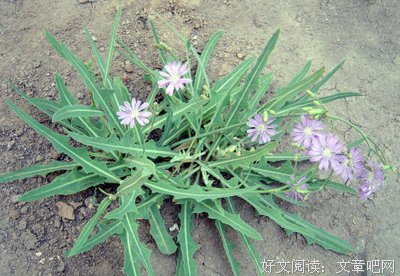 《蒲公英》好看吗？经典观后感锦集