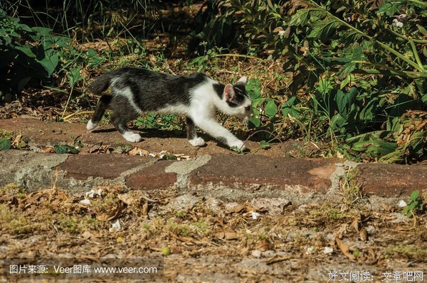 最新的《猫的遗产》小说句子