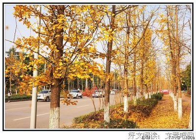 满城尽带黄金甲的读后感大全