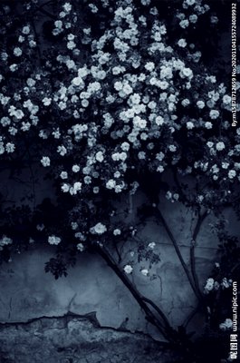 关于雾里看花的座右铭
