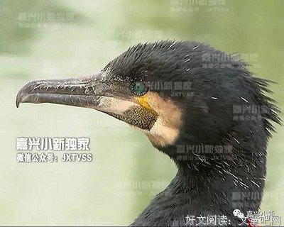 《七只乌鸦》观后感100字