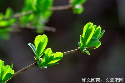 佳作的句子
