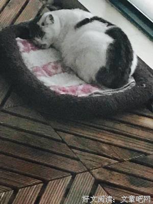 《痞子猫》观后感摘抄