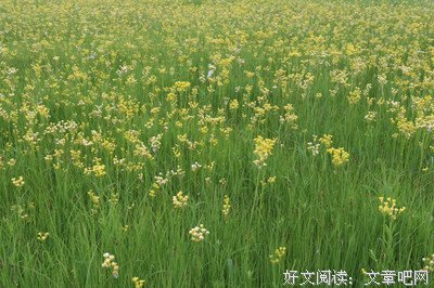 草香的句子