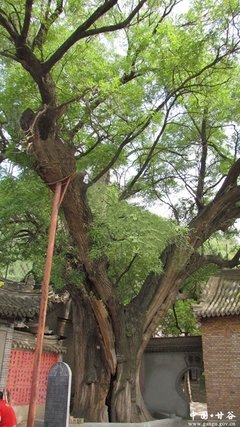 最全的《如果不遇傅少陵》名句欣赏