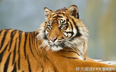 美了伤了好了句子