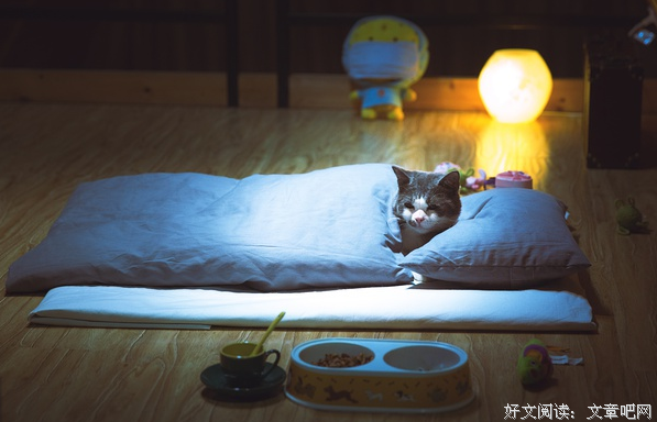 喵星人抢不到经典的句子