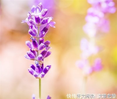 小語錄的优美句子