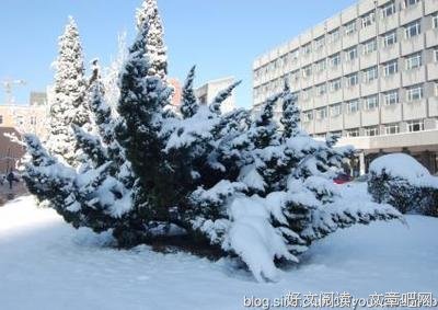 雪落用没比用堂优美的句子