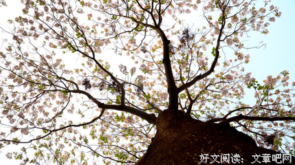 关于绿的句子