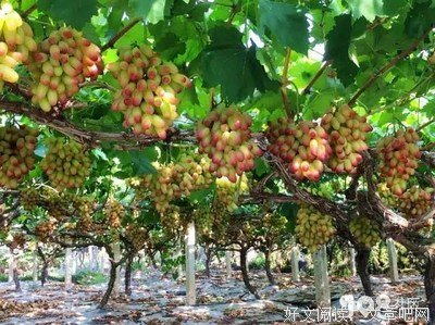 关于酸奶提子名言