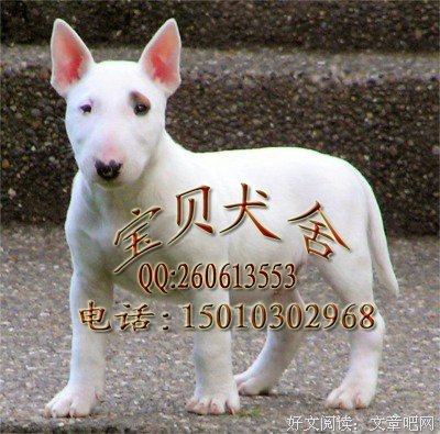 最全的《如当觉每停止忧虑开创人生》经典句子