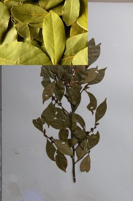 关于豆蔻年华的格言
