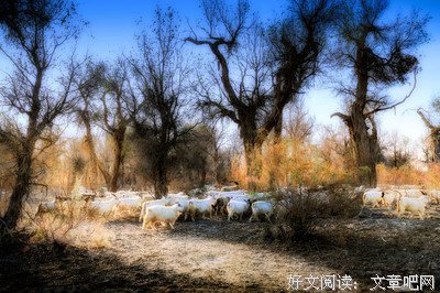 《超能老豆》观后感精选