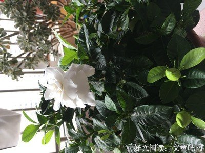 年末重磅新品｜四时花不败，美人香自来