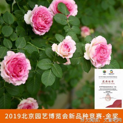 汪国月下优美的句子