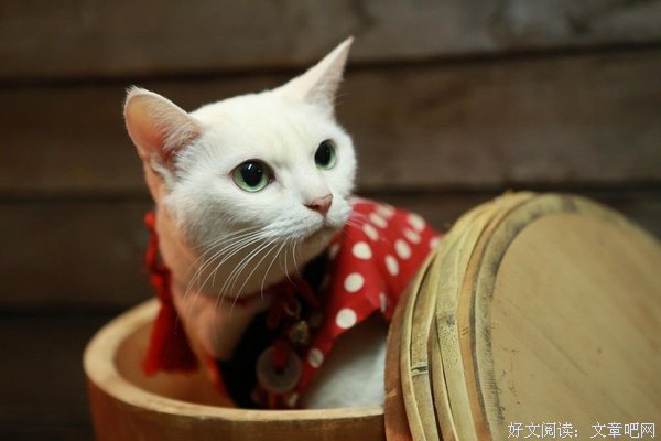 《猫侍 前往南之岛》经典观后感有感