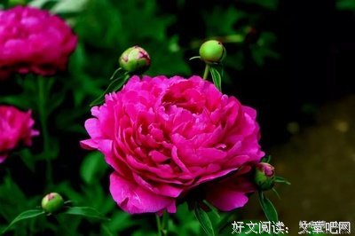 关于意乱情迷的唯美语录