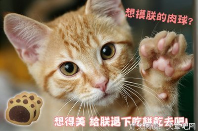 《像猫一样生活》读后感100字