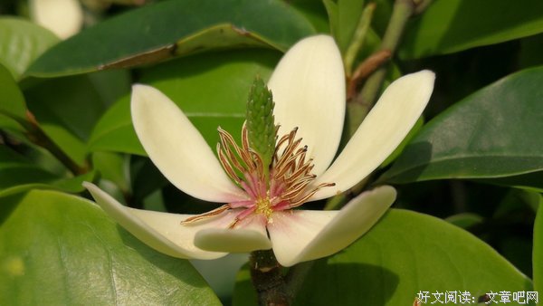 《含笑花》读后感精选