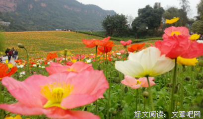 关于执的想将的爱的句子