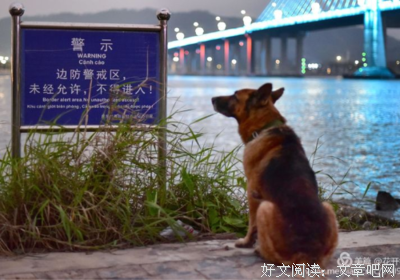 有关单作向外狗的自白集的句子